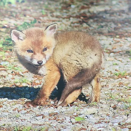 Les Arpents Verts 3* Momignies