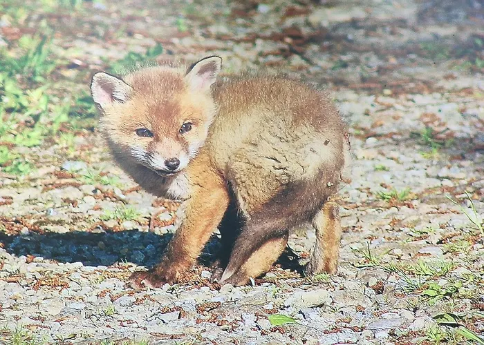 Les Arpents Verts 3* Momignies
